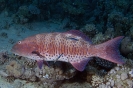 Variola louti (Moon grouper)